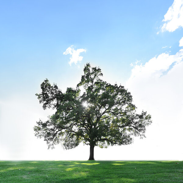 A single tree on a green grass field with blue sky and copyspace above.