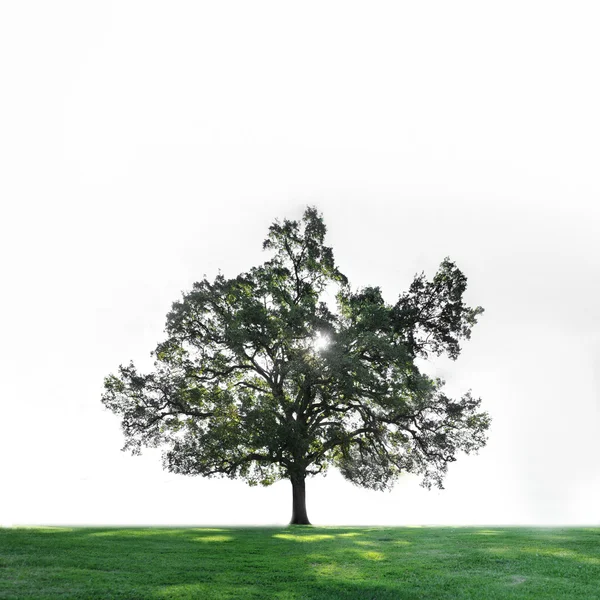 Mavi Gökyüzü Boşaltmak Yukarıda Yeşil Çim Sahada Bir Tek Ağaç — Stok fotoğraf