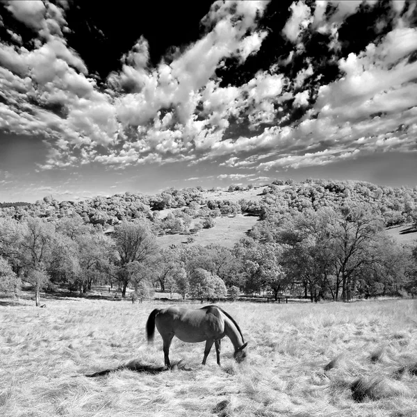 A single horse eating in the wilderness. This is a black and white infrared photograph.