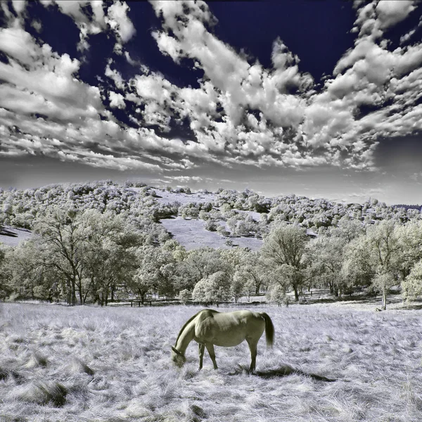 Одна Лошадь Ест Пустыне Цветная Инфракрасная Фотография — стоковое фото
