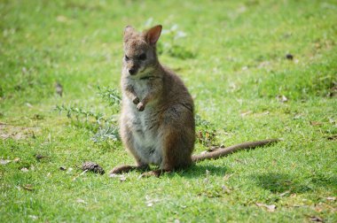 Küçük kanguru (Macropus parma oturan)