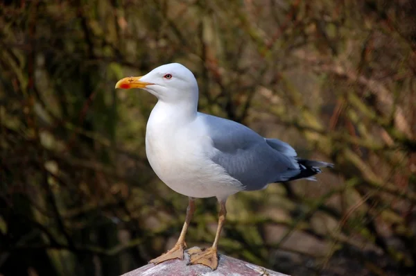 stock image Gull on stone