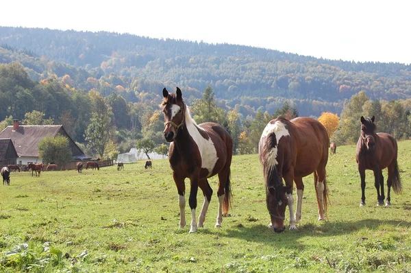 Cavalos Lote Cavalos Rancho — Fotografia de Stock