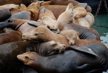 Seelöwen dilerim Pier 39, San Francisco, ABD