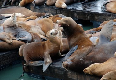 Seelöwen dilerim Pier 39, San Francisco, ABD