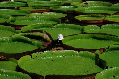 Seerosen im Botanischen Garten - Mauritius clipart