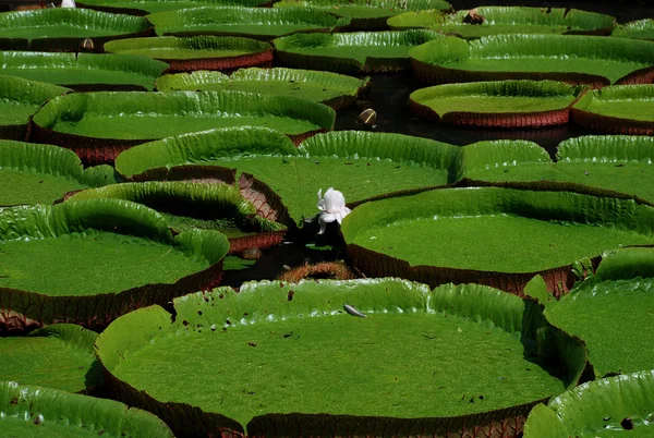 Seerosen im Botanischen Garten - Mauritius — Stock Photo, Image