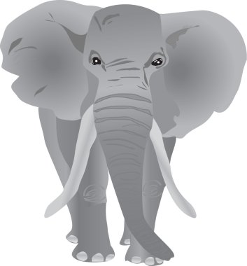 Elefant