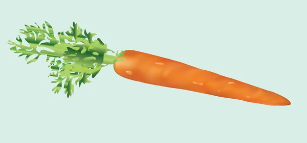 Вид Моркови Белом Фоне — стоковый вектор