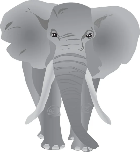 Elefánt Stock Illusztrációk