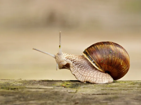 stock image Macro Snail