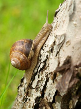 Kara salyangoz kadar yükselen makro fotoğraf