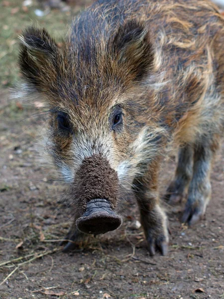 Young Wild Boar Looking You — Stock Photo, Image