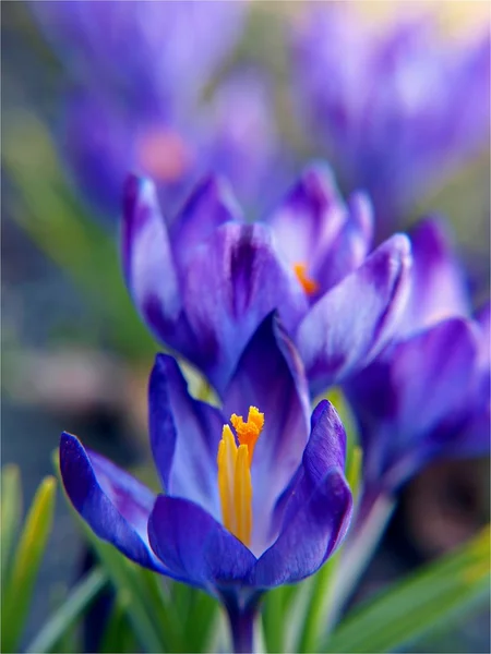 Késő Őszi Kék Virág Nevű Crocus Jogdíjmentes Stock Fotók
