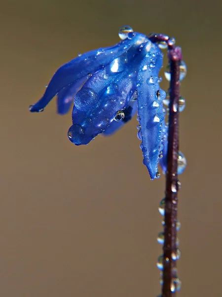 stock image First spring flower