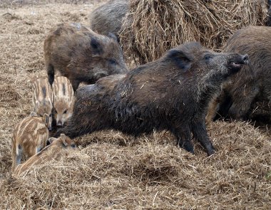 Wild boars lying on straw clipart