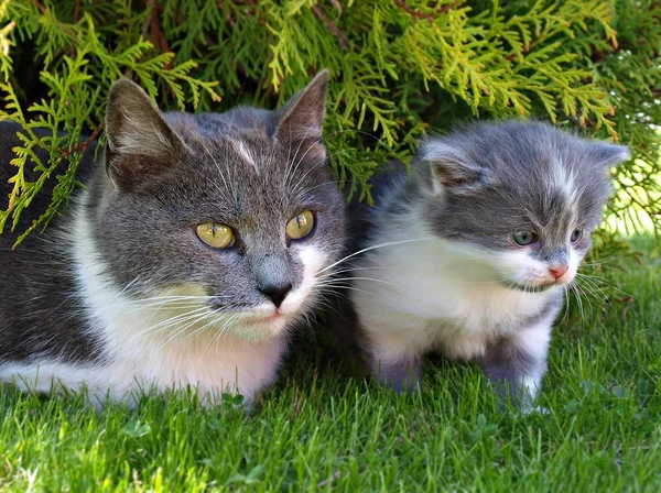 Dos gatos grises — Foto de Stock