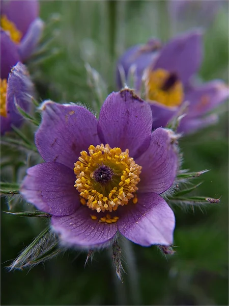 Primavera Violeta Pasque Flor Close Imagem — Fotografia de Stock