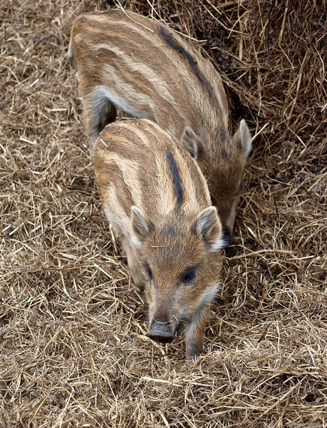 Young wild boar — Stock Photo, Image