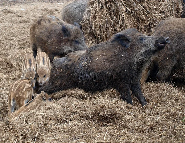 Wild Boars Lying Straw — Stock Photo, Image