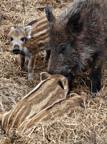 Junge Wildschweine Liegen Auf Stroh — Stockfoto