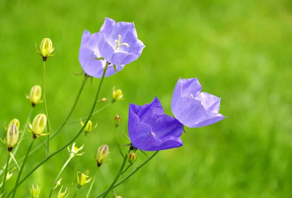 Blue bellflower — Stock Photo, Image