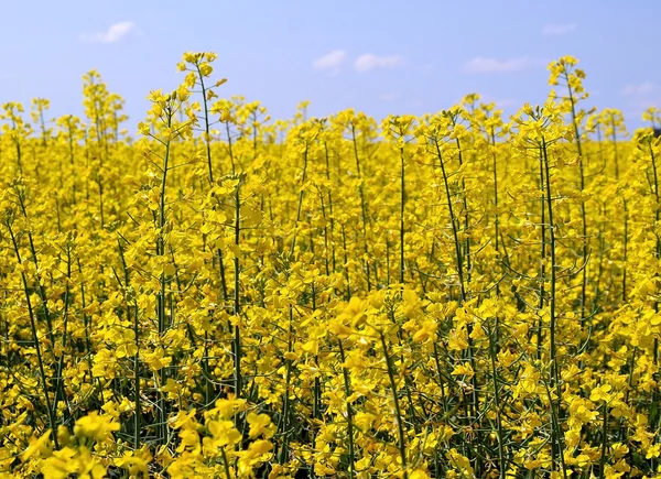 stock image Rape fields