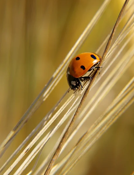 Wheat Ear Ladybird — Stock Photo, Image