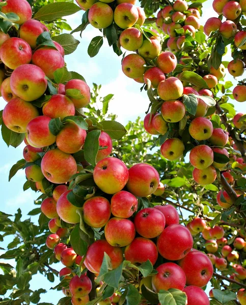 Pommes Mûres Rouges Sur Arbre — Photo