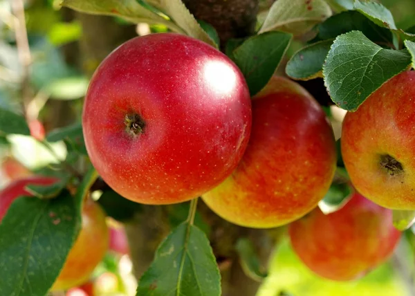 stock image Red ripe apples on the tree