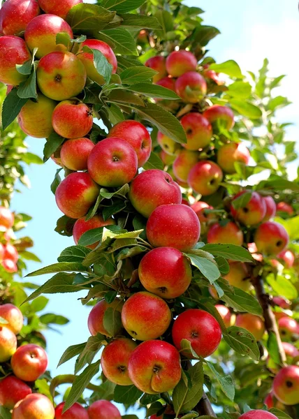 Rode rijpe appels Stockfoto