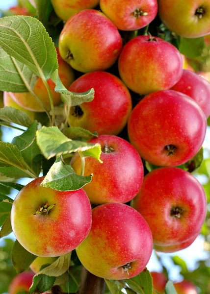 Manzanas rojas maduras Fotos De Stock Sin Royalties Gratis