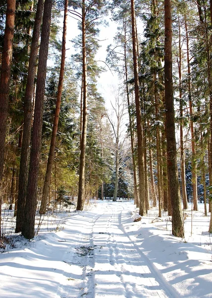 stock image Winter Forest Landscape