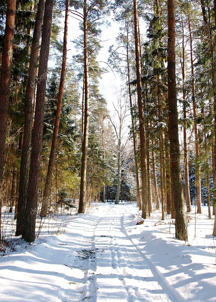 Winter Forest Landscape