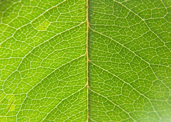 Yeşil yaprak portre — Stok fotoğraf