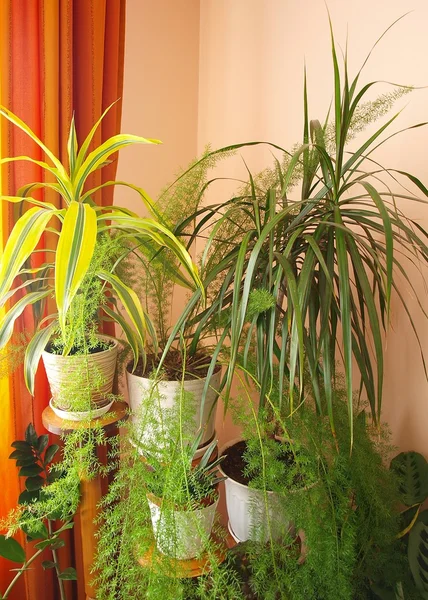 Belső, növényekkel Stock Kép