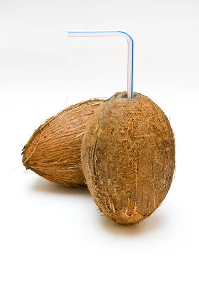 Noz de coco palmeira — Fotografia de Stock