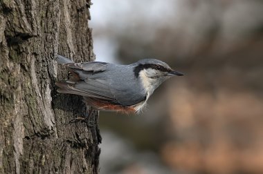 Nuthatch ( sitta europaea )