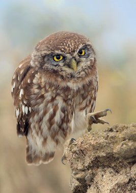 Little Owl ( Athene Noctua ) walk on the rocks clipart