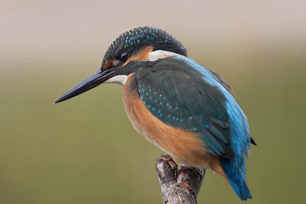 Stock image Kingfisher ( Alcedo atthis ) sits on a branch on a green background