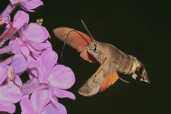 Bir Çiçek Üzerinde Uçan Kelebek Reveler Macroglossum Stellatarum — Stok fotoğraf