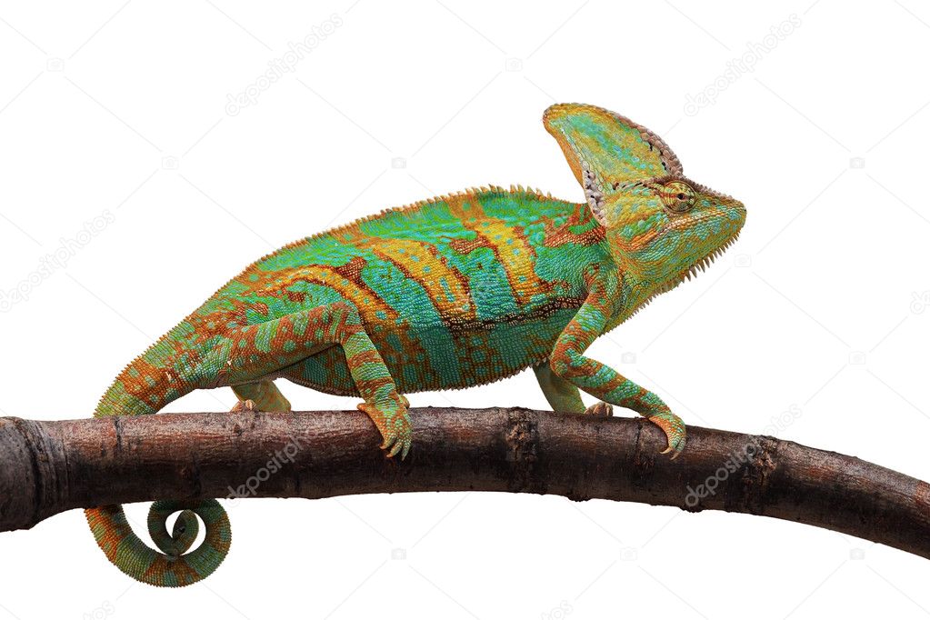 Green chameleon chamaeleonidae male on a white background