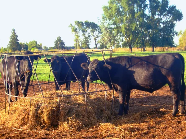 Vacas detrás de la valla en el campo — Foto de Stock