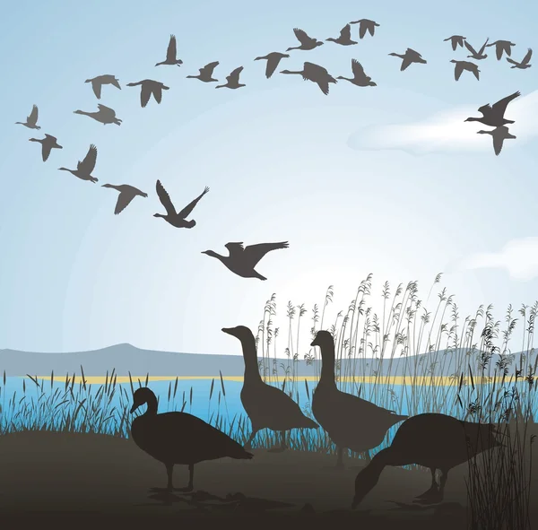 Vector Illustration Wild Geese Lake Shore — Stock Vector