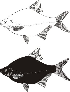 Bream high clipart