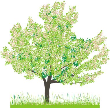 Cherry tree in spring clipart