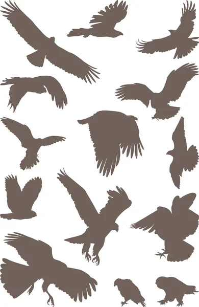 Isolated Silhouettes Bird Predator White Background — Stock Vector