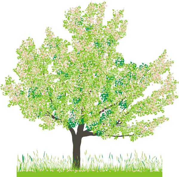 Cherry tree in spring — Stock Vector