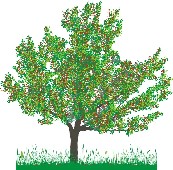 Cherry tree in summer — Stock Vector