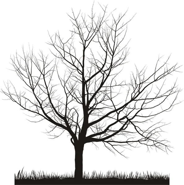 Vector Illustration Cherry Tree Winter — Stock Vector